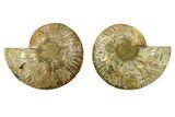 Cut & Polished, Crystal-Filled Ammonite Fossil - Madagascar #283398-1